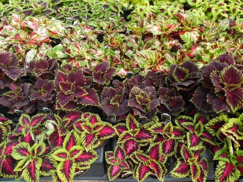 COLEUS
