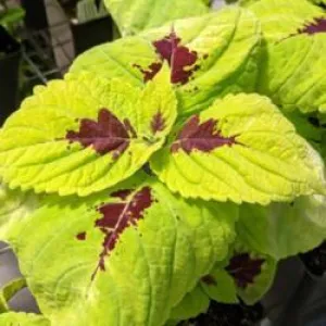 COLEUS