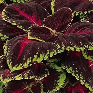 COLEUS