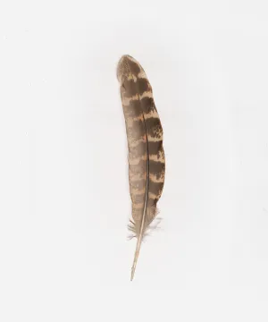 Greater Prairie Chicken Hat Feather